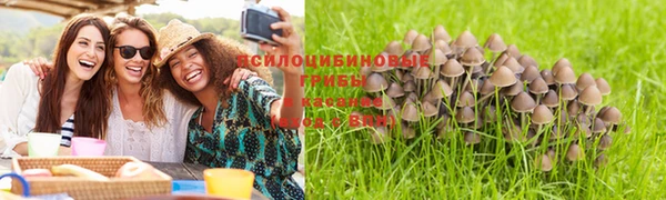 прущие грибы Алексин